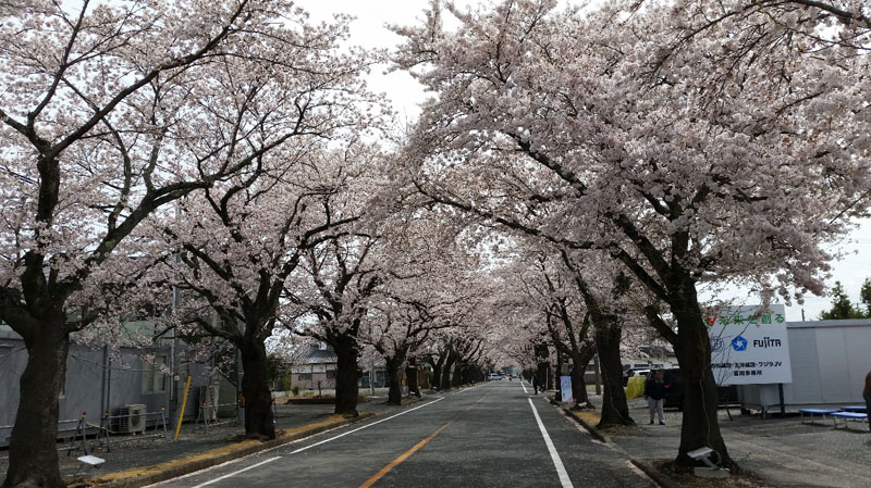 写真①　夜の森の桜並木（２０１９年４月）